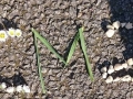 CM2-Chelsea