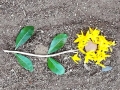 Fleur-de-Nathaël
