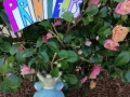 La-grenouille-du-printemps-Mathys