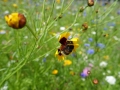 DSC08009