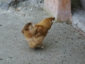 DSC03707