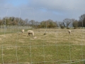 DSC06004
