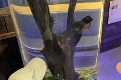 PXL_20250520_095901663.MP_