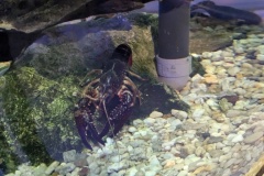 PXL_20250520_095913690.MP_