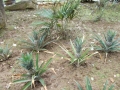 DSCN4631